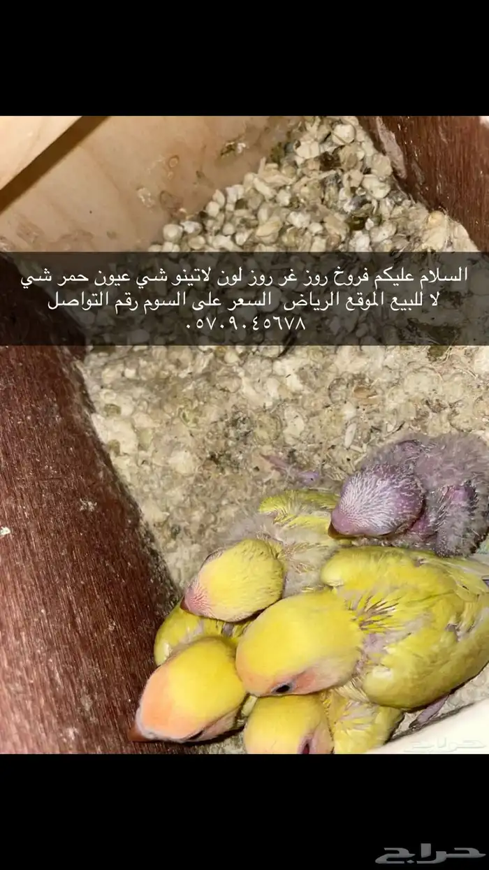 ذكر روز منتج  جوز روز منتج مكينه عندي 11