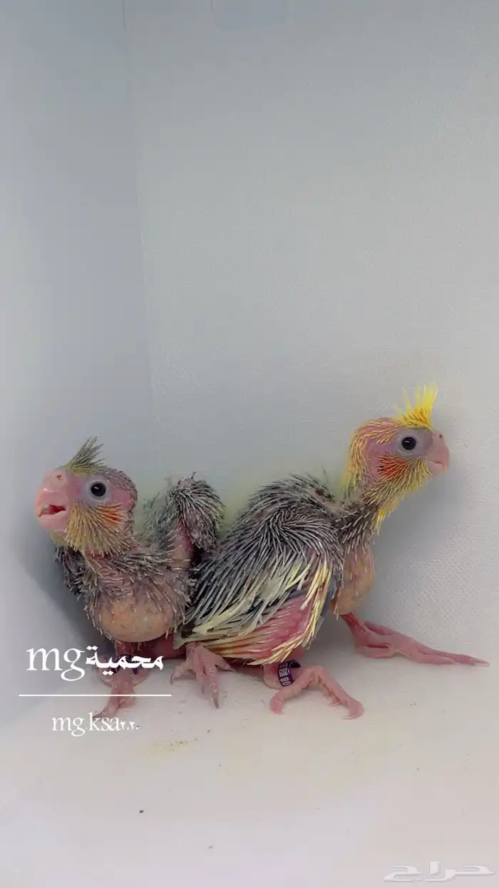 فروخ كروان 2
