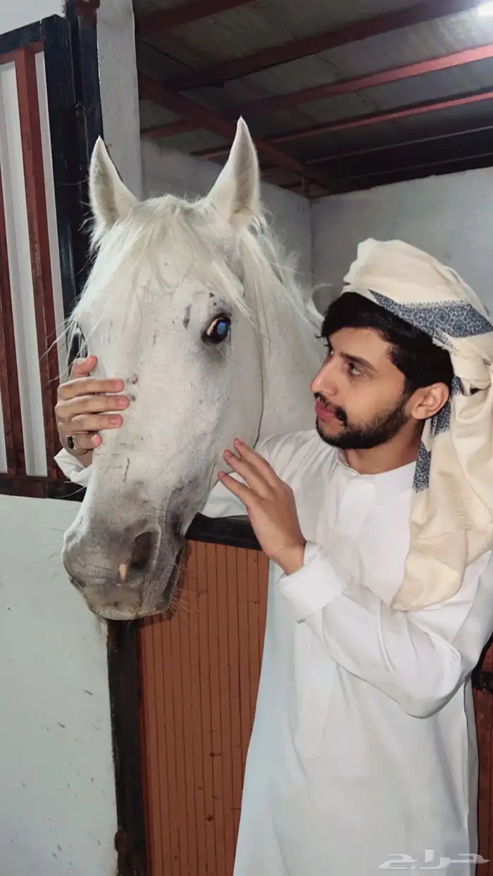 خيل عربي شعبي 1