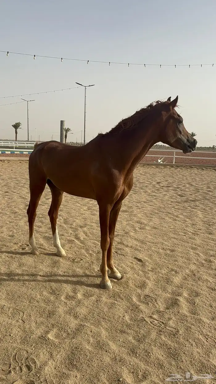 حصان شعبي هادي وطرب 4