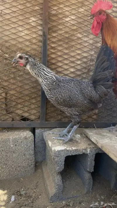 دجاج للبيع 7