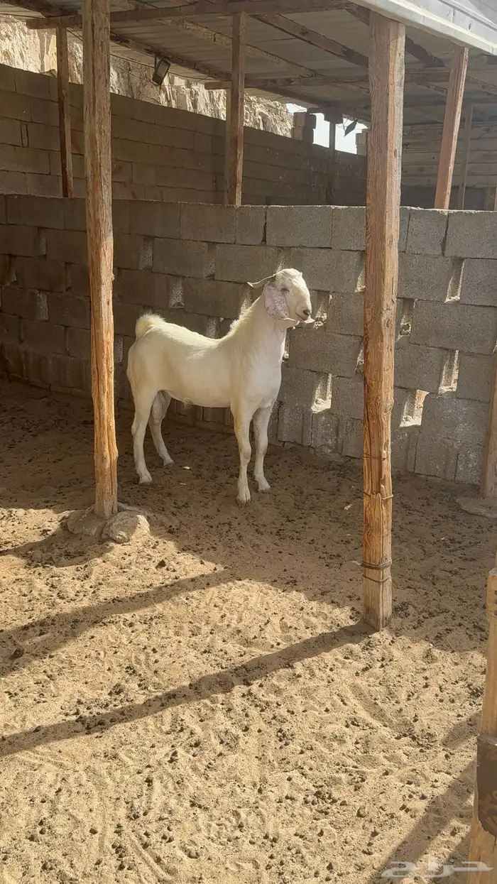 تيس بيشي ابيض ابرص 3