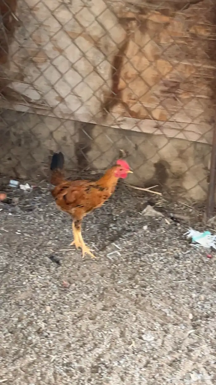 السلام عليكم الثنين ديكه صغار للبيع 1