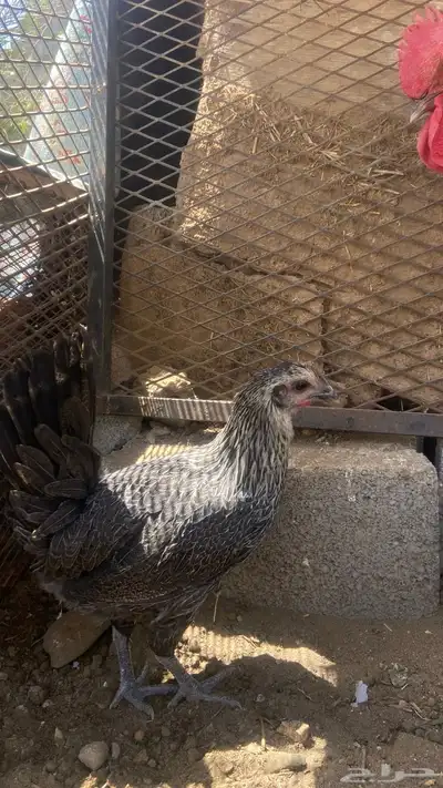 دجاج للبيع 3