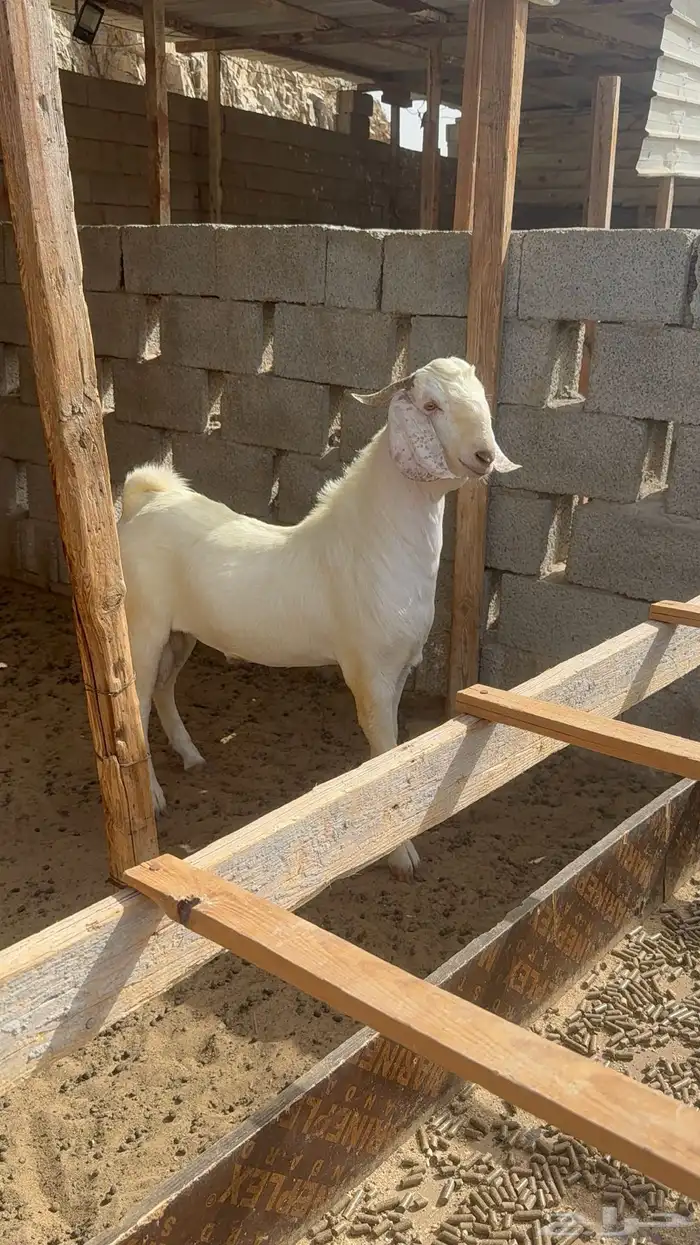 تيس بيشي ابيض ابرص 6