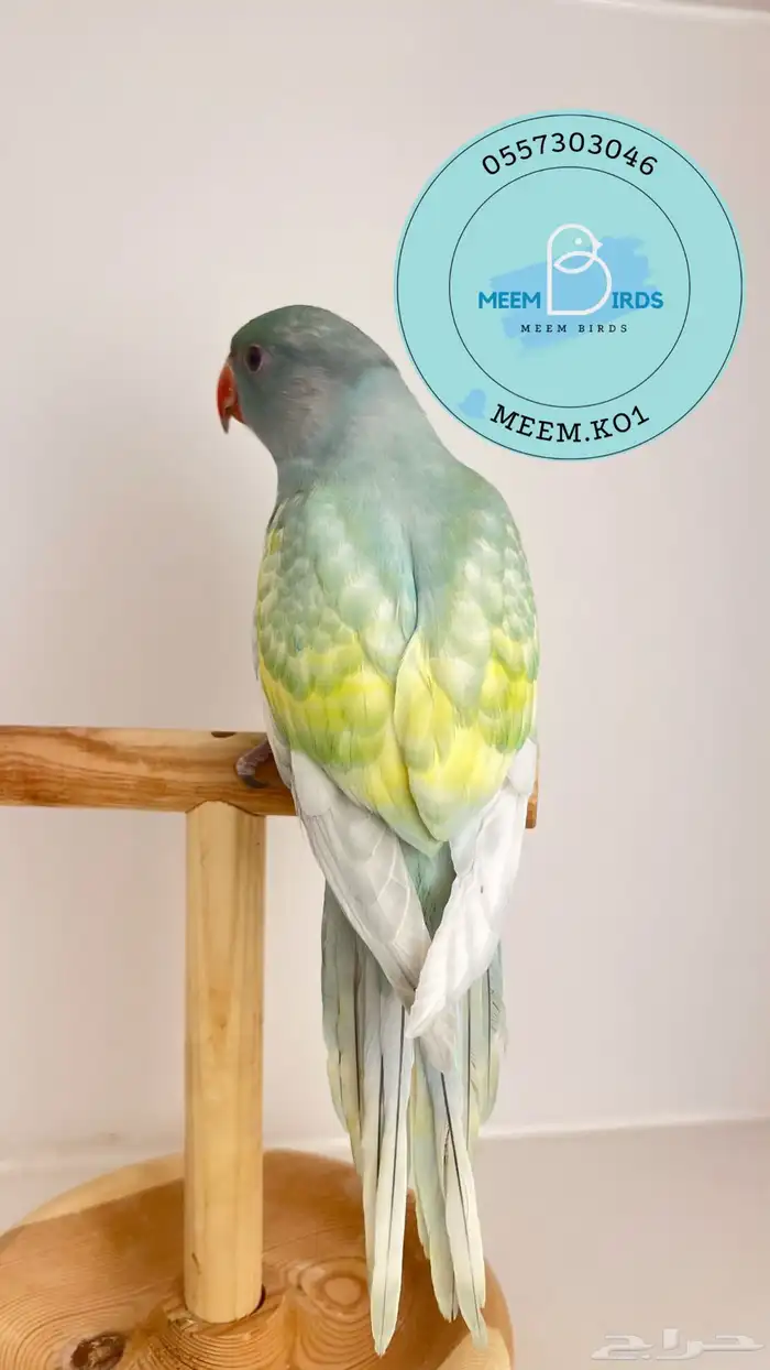 دره هولندي طفره اليف حمامه 2