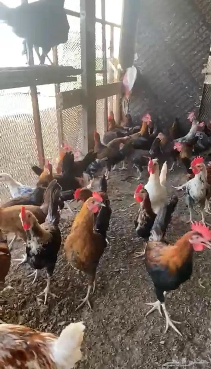 ديوك بلدي نظيفه وبريه 3