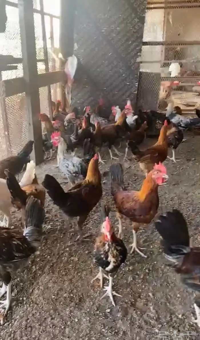 ديوك بلدي نظيفه وبريه 0