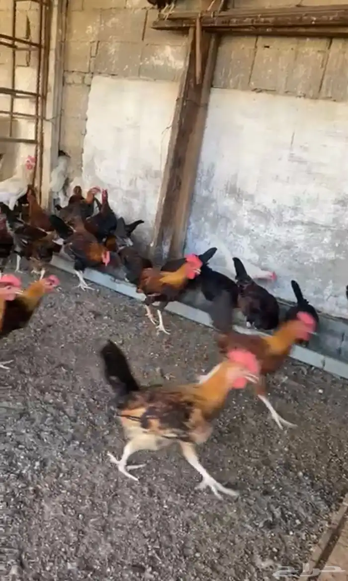 ديوك بلدي نظيفه وبريه 2