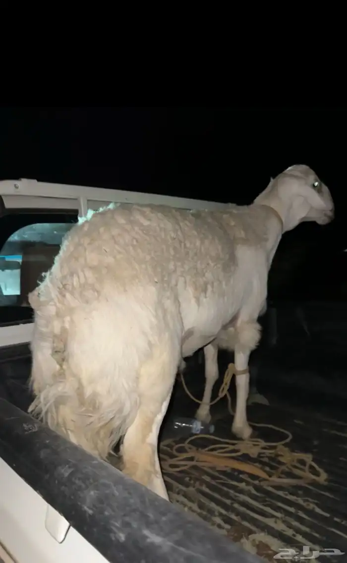 خروف حري اضحيه جبر ناهي العمر جذع 11 شهر 0