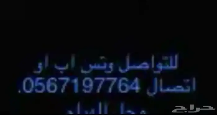 عود مصري 3
