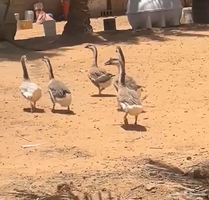 وز عراقي 0
