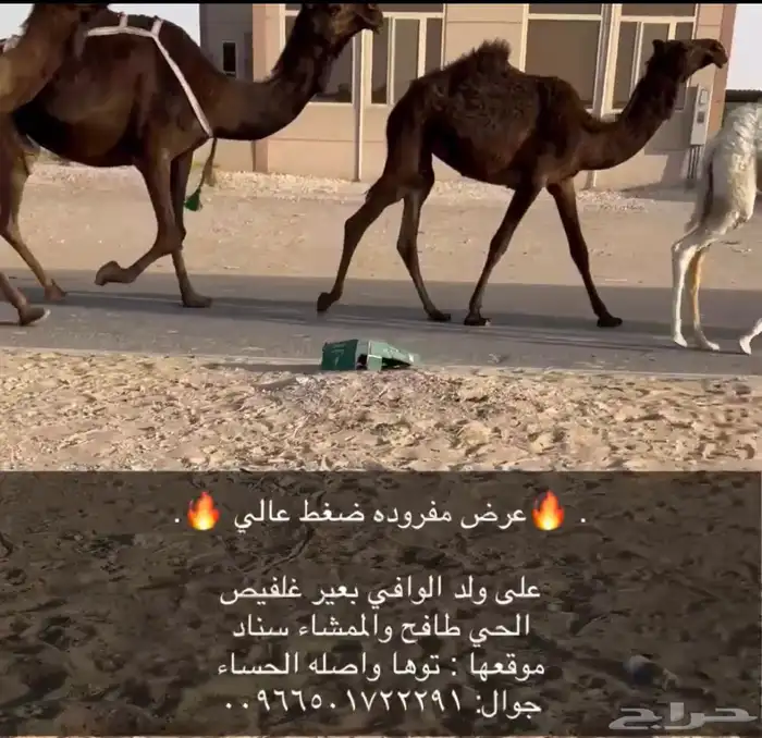 عرض مفروده كفو ممشاء طفاح 0