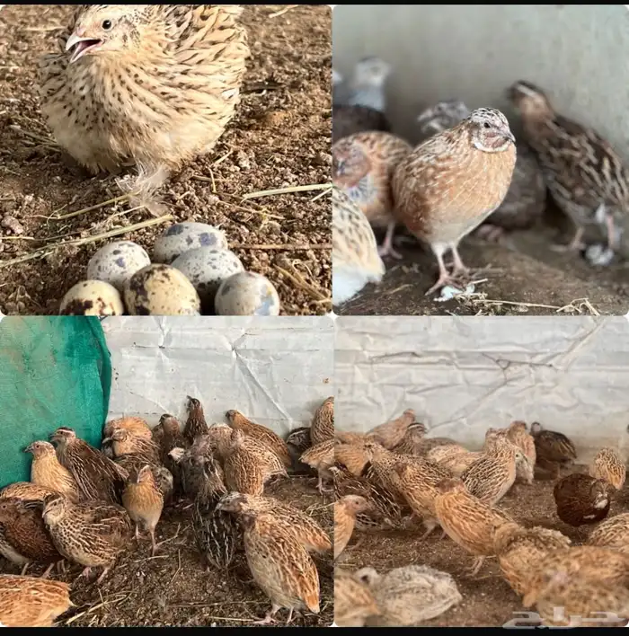 سمان فري للأكل او للإنتاج 1