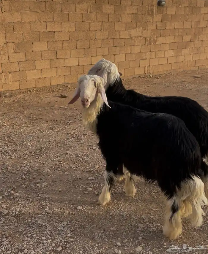 طليان نجد جذعان - 1