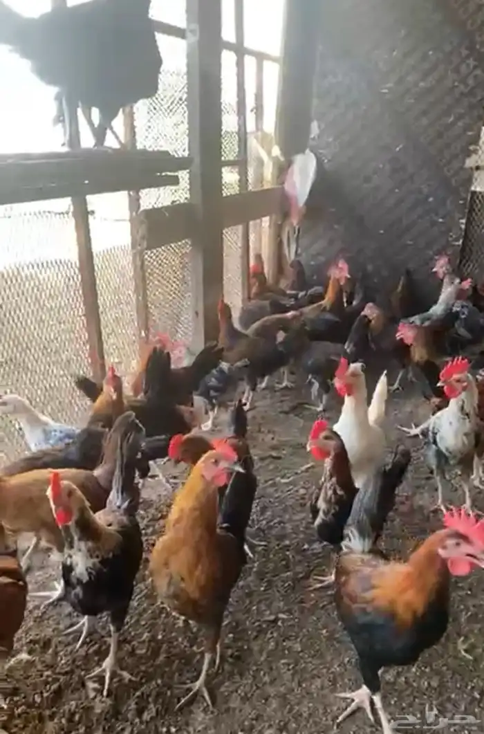 ديوك بلدي نظيفه وبريه 1