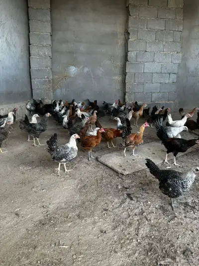 دجاج بلدي و فيومي مشكل ثلاث شهور ونص 2