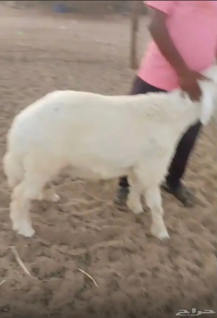 ذبايح حريه واضاحي 3