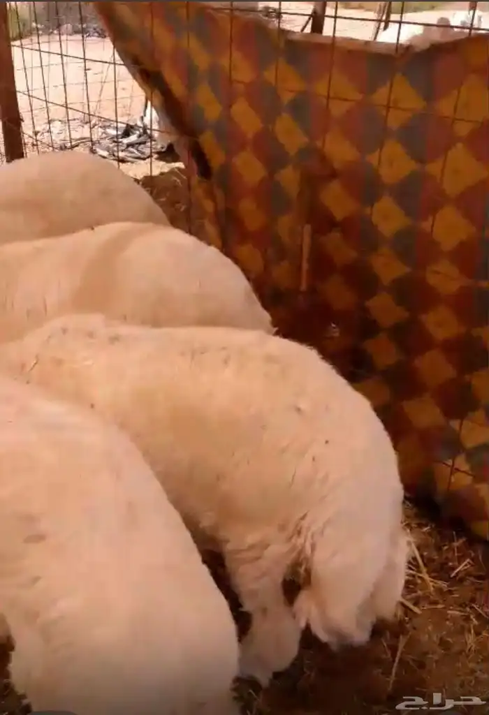 ذبايح حريه واضاحي 1