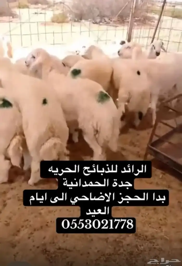 ذبايح حريه واضاحي 0