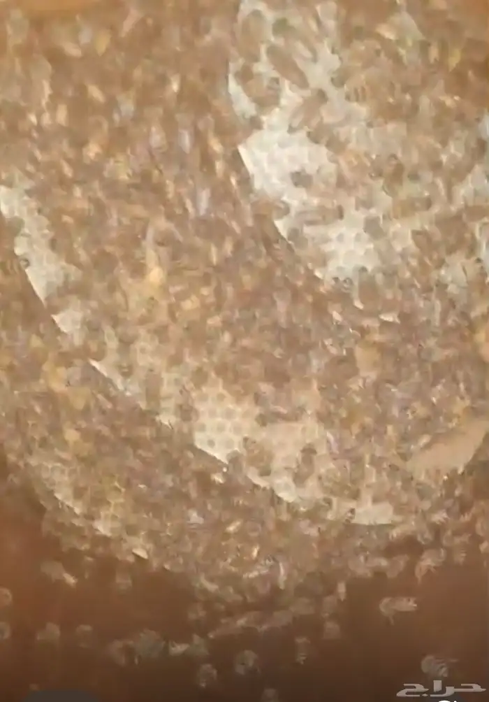 نحل بلدي للبيع للتواصل 1