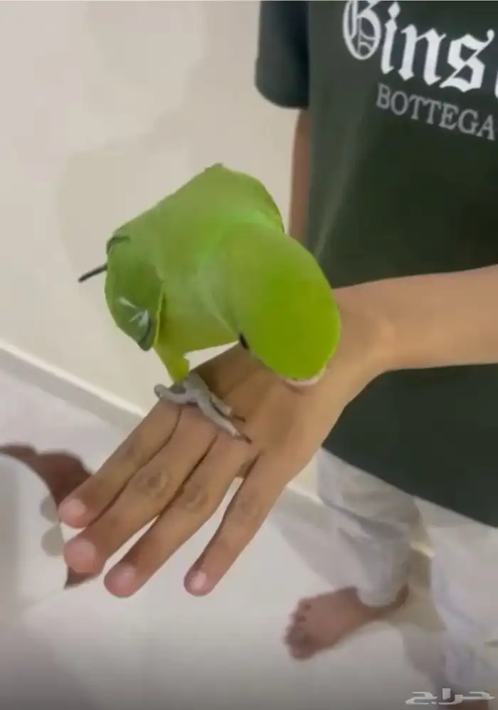 بغبغاء دره هندي 1