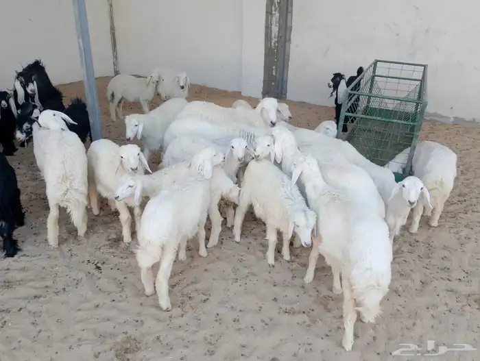 الدمام سوق الماشيه 1