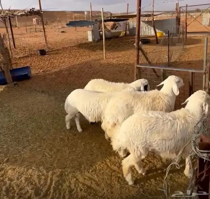 حريات ناهيه 0