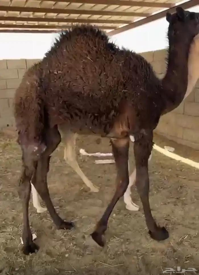 قعدان وبكار كفو بيشه 2