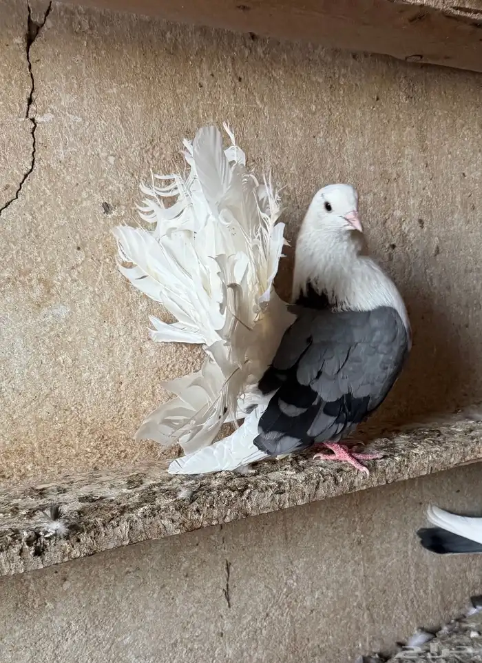 حمام صفاقي 10