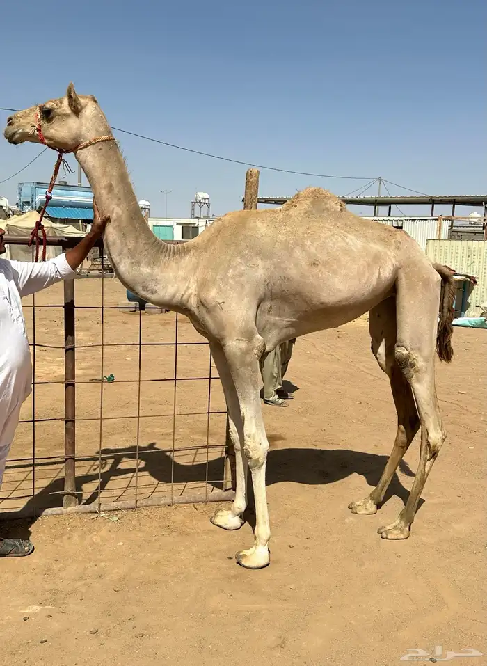 بكرة حقه تروح لقية( تم البيع) 0