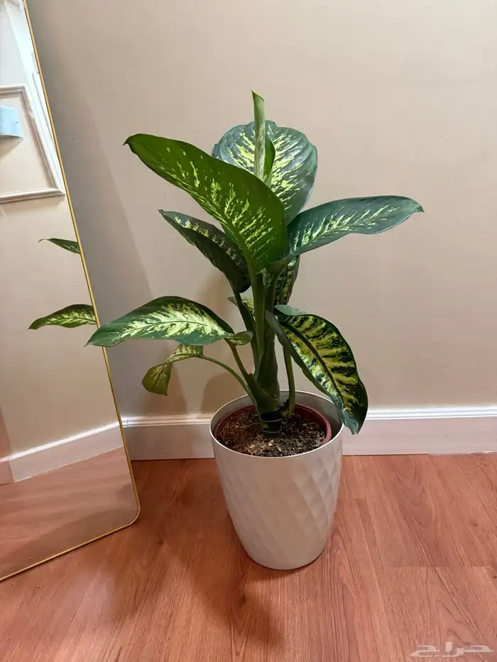 نبتة داخليه مميزه تنفع للمداخل تعيش سنوات 0