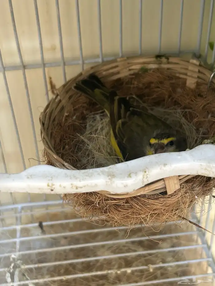 جوز ياسمين موزنبيقي جاهز 3