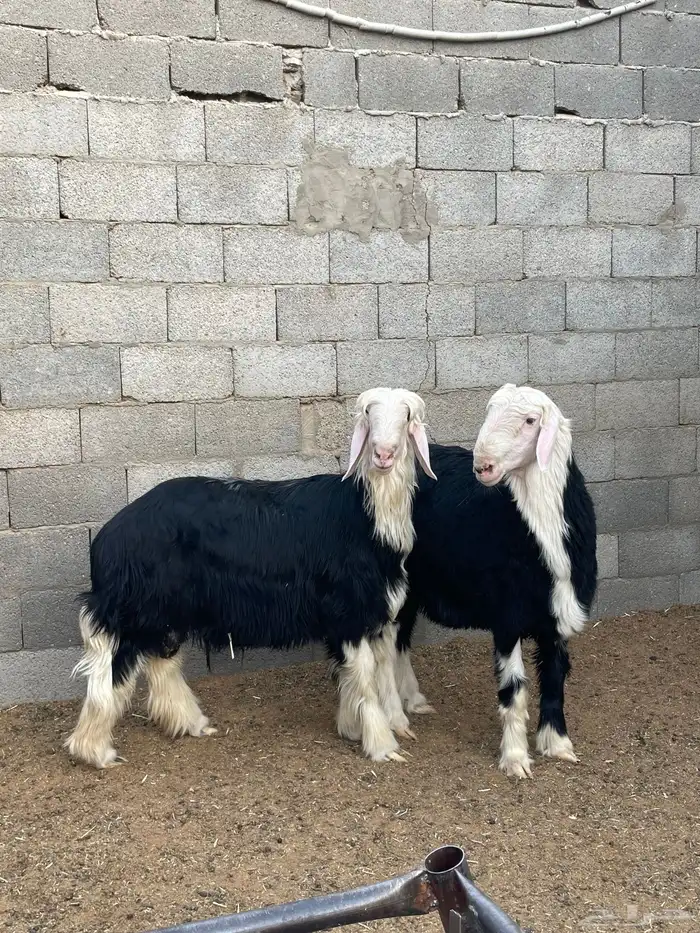 طليان نجد جذعان - 4