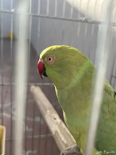 أنثى دره متكلمه 3