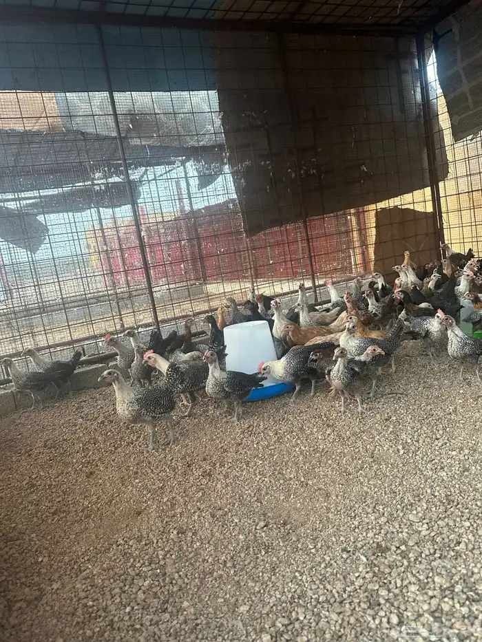 دجاج بلدي عمر شهرين 2