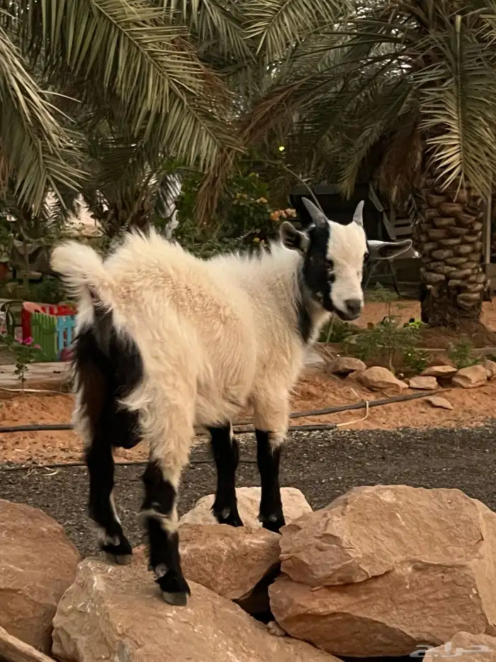 قزمي تيس 0