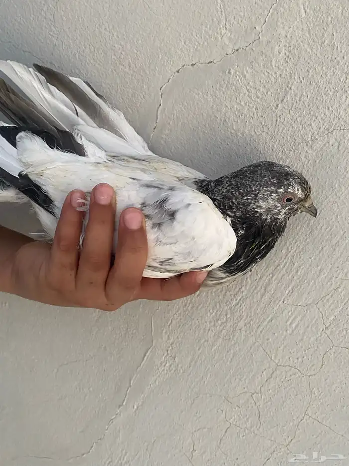 للبيع حمام اليف 0
