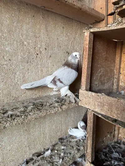 حمام صفاقي index