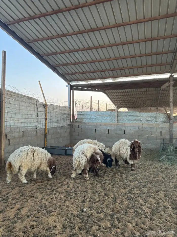 خرفان نعيم 2