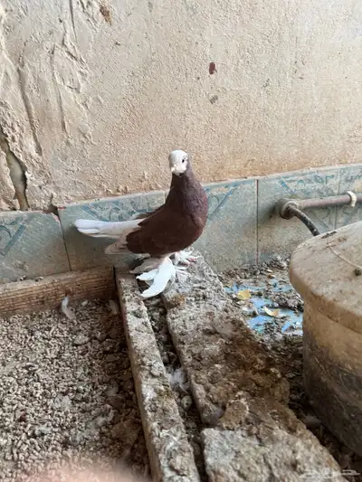 حمام صفاقي index