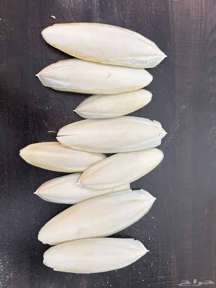 عظم حبار (سيبيا) 0