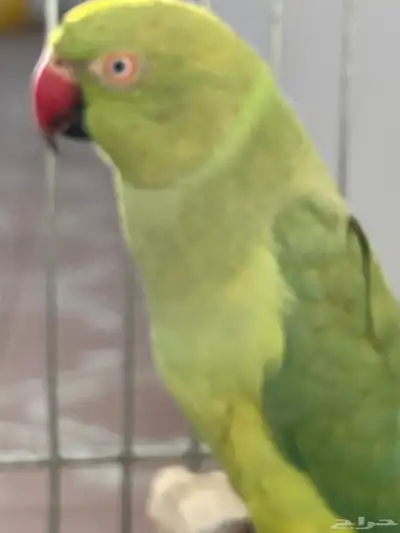 أنثى دره متكلمه 5