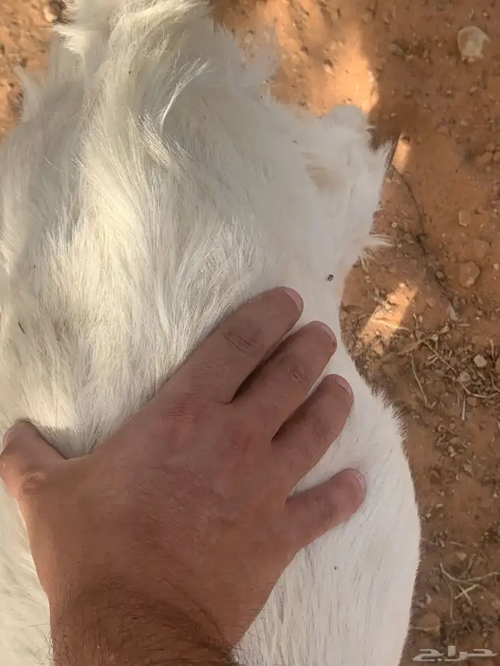 تيس هولندي صنف أجم 2