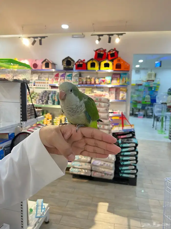 فرخ كويكر نهاية غر 1