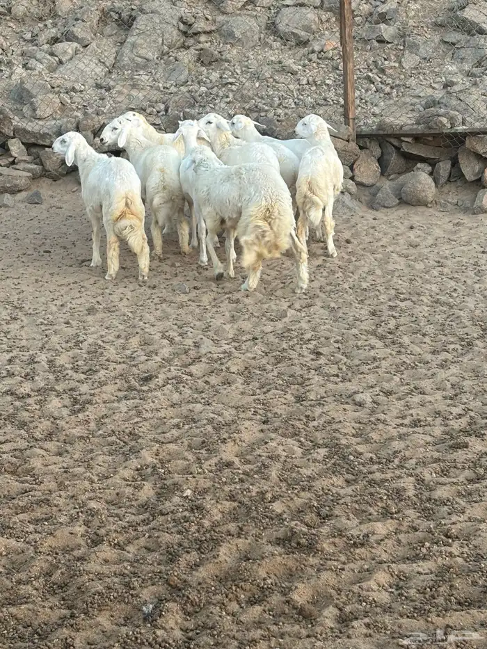 الشميسي طريق الخواجات 0