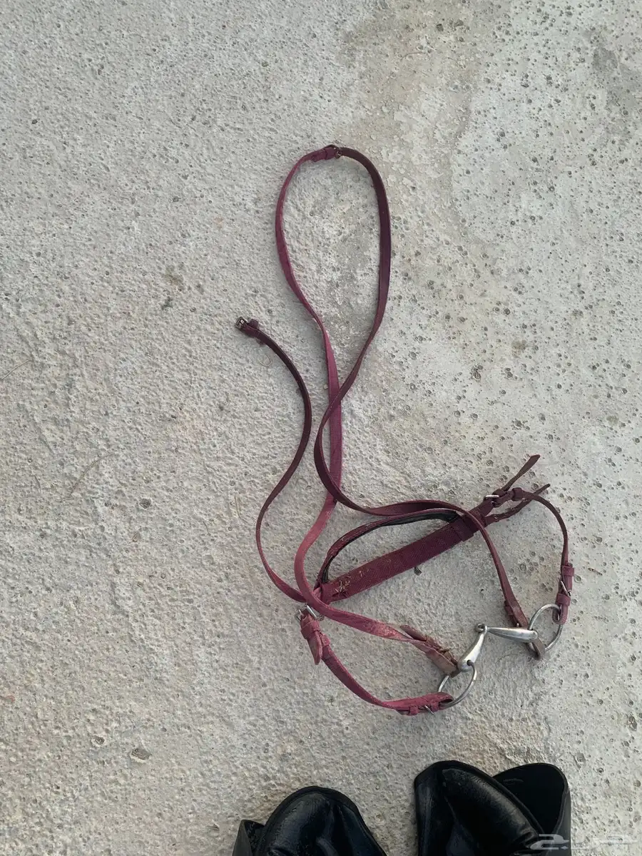 سراج خيل للبيع 1