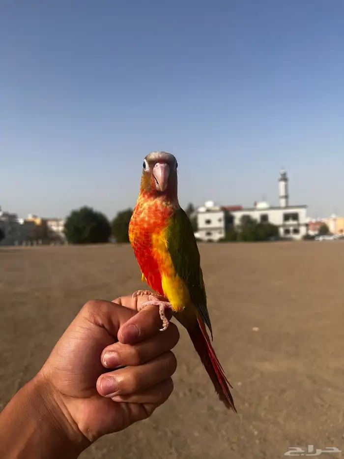 ببغاء كنيور اليف وهدد خارجي 1