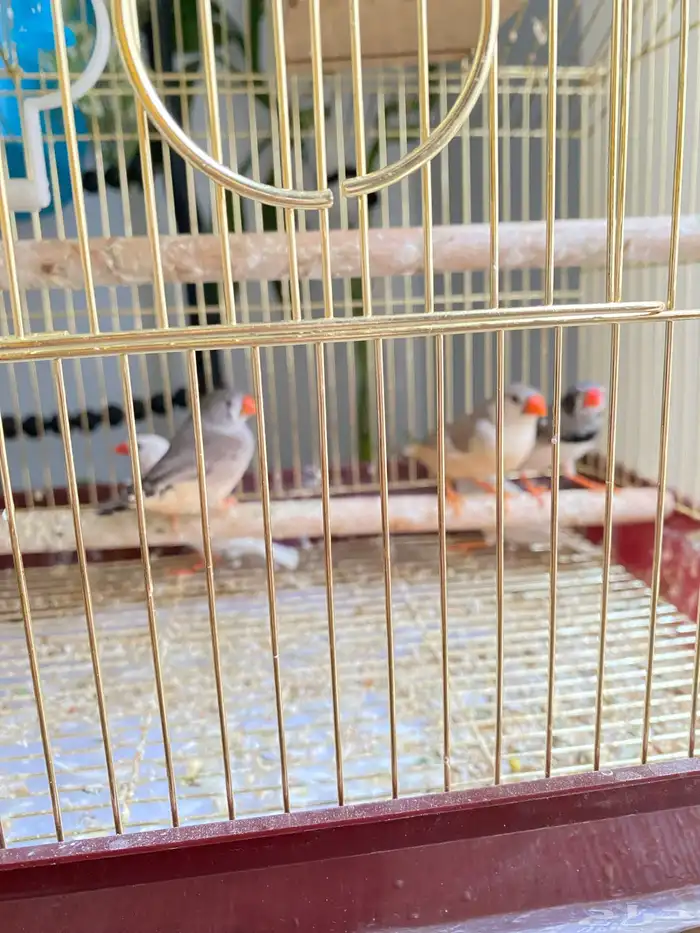 عصافير زيبرا خمس حبات 0