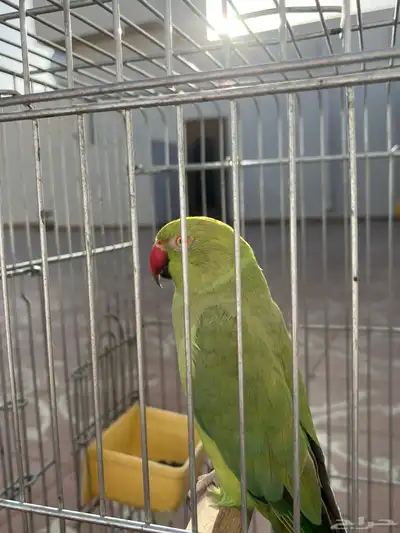 أنثى دره متكلمه 4